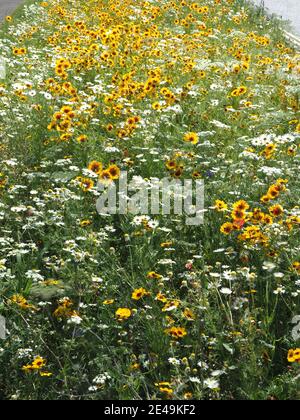 fiori selvatici piantati per invilorare gli insetti in una riva stradale Foto Stock