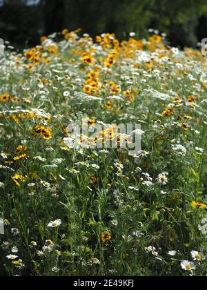 fiori selvatici piantati per invilorare gli insetti in una riva stradale Foto Stock