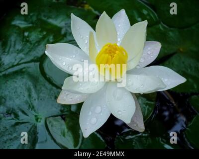Vista dall'alto del fiore bianco di loto con gocce di pioggia Foto Stock