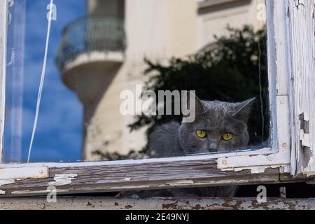 Cat guardando attraverso la finestra Foto Stock