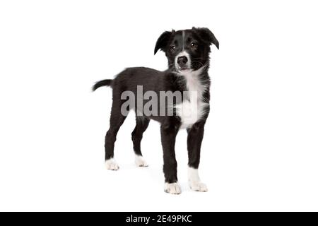 Border Collie cucciolo di cane davanti a uno sfondo bianco Foto Stock