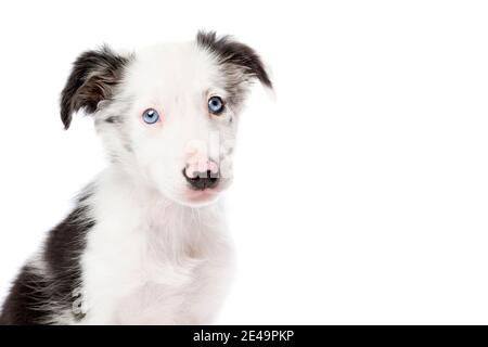 Border Collie cucciolo di cane davanti a uno sfondo bianco Foto Stock