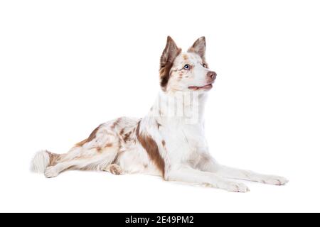 Red merle bordo collie cane di fronte a un bianco backgrond Foto Stock