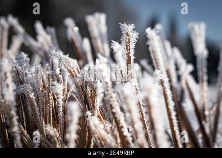 Macro colpo di cristalli di neve su una lama di erba Foto Stock