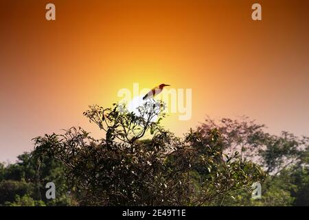 Bella foto d'arte di tramonto tropicale e uccello (Pondbird indiano) seduto in cima all'albero. In stile di raffinata arte orientale Foto Stock