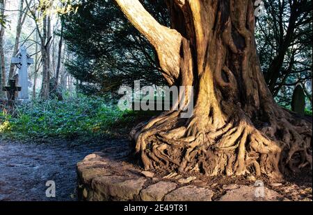 Antico albero di tasso in un cimitero all'alba Foto Stock