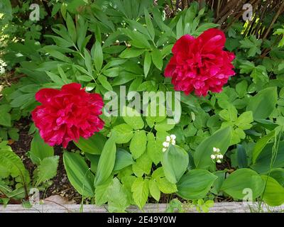 Peonie rosse e gigli della valle nel giardino Foto Stock