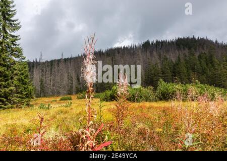 Pink fireweed fiore testa (Chamaenerion angustifolium) vista ravvicinata con foresta di conifere e pini sullo sfondo, Rosien Waksmundzka Glade Foto Stock