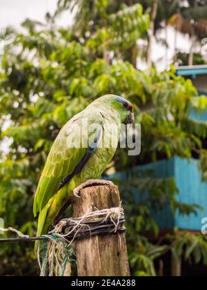 Paumari, Perù - Nov 29, 2018: Pappagallo verde piccolo e casa di legno blu in un piccolo villaggio nella giungla amazzonica, Sud America. Bacino del fiume Yavarii tri Foto Stock