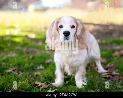 Un cane di razza mista marrone chiaro e bianco Cocker Spaniel in piedi all'aperto e guardando la fotocamera Foto Stock