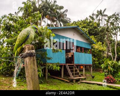 Paumari, Perù - Nov 29, 2018: Pappagallo verde piccolo e casa di legno blu in un piccolo villaggio nella giungla amazzonica, Sud America. Bacino del fiume Yavarii tri Foto Stock