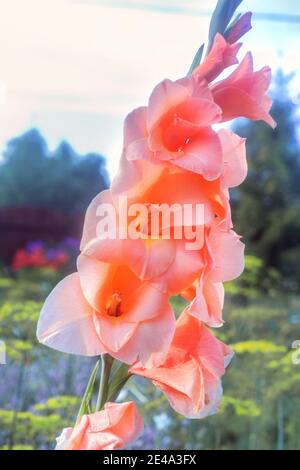 Grazioso gladiolo color pesca in fiore nel giardino estivo Foto Stock