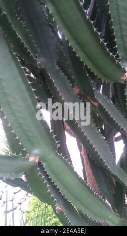 Green San Pedro Cactus. Closeup di Cactus verde. Forma esagonale spinoso a crescita rapida Cactus perfettamente vicino, São Paulo, Brasile Foto Stock