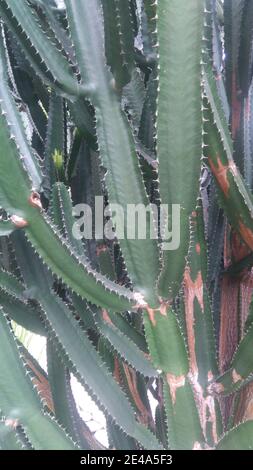 Green San Pedro Cactus. Closeup di Cactus verde. Forma esagonale spinoso a crescita rapida Cactus perfettamente vicino, São Paulo, Brasile Foto Stock