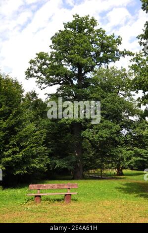 Una panchina sotto una quercia ai margini della foresta di Białowieża Primeval. Foto Stock