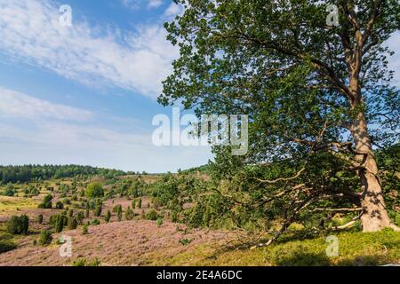 Wilsede, depressione Totengrund, brughiera sabbiosa, erica comune in fiore (Calluna vulgaris), ginepro comune (Juniperus communis), Lüneburger Heide / Lüneburg Heath, Niedersachsen / bassa Sassonia, Germania Foto Stock