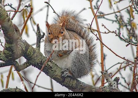 Un curioso scoiattolo grigio siede su un ramo che guarda direttamente nella finestra della casa Foto Stock