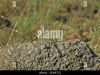 African Rock Pipit (Anthus crenatus) adulto in piedi sulla roccia Wakkerstroom, Sudafrica Novembre Foto Stock