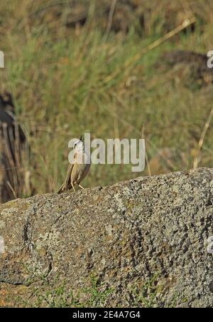 African Rock Pipit (Anthus crenatus) adulto in piedi sulla roccia nella canzone Wakkerstroom, Sudafrica Novembre Foto Stock