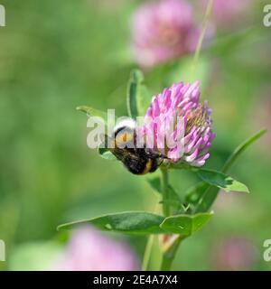 Bumblebee su un fiore di trifoglio Foto Stock