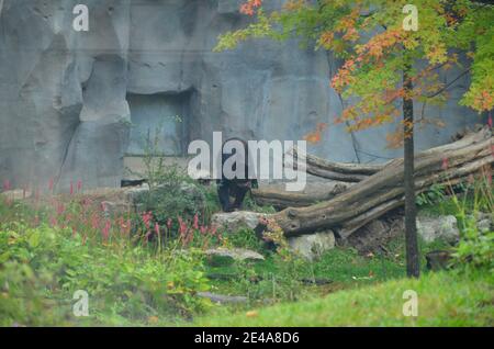 Spectacled bear (Tremarctos ornatus) Foto Stock