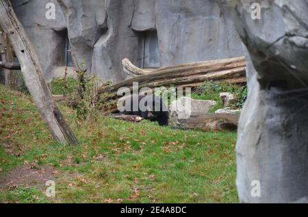 Spectacled bear (Tremarctos ornatus) Foto Stock