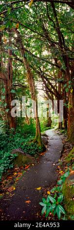 Sentiero che passa attraverso una foresta, Akaka Falls state Park, Hawaii County, Hawaii, Stati Uniti Foto Stock