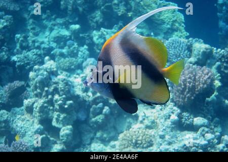 Unico pesce bandiera del Mar Rosso in Egitto Foto Stock