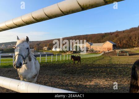 Tullnerbach, paddock e cavalli al Wienerwaldgymnasium di Wienerwald / Vienna Woods, Niederösterreich / bassa Austria, Austria Foto Stock