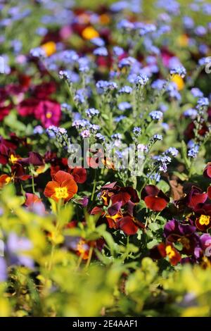 Violette cornate con dimentichi-me-nots Foto Stock