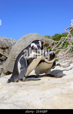 Un paio di pinguini africani (Sceniscus demersus), Boulders Beach o Boulders Bay, Simons Town, Sud Africa, Oceano Indiano Foto Stock