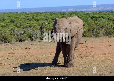 Elefante africano di steppa nel Parco Nazionale di Addo, Capo Orientale, Sud Africa Foto Stock