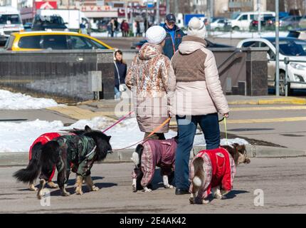 Mosca, Russia - Apr 04. 2017. Due donne guidano quattro cani intorno alla città sui guinzagli Foto Stock