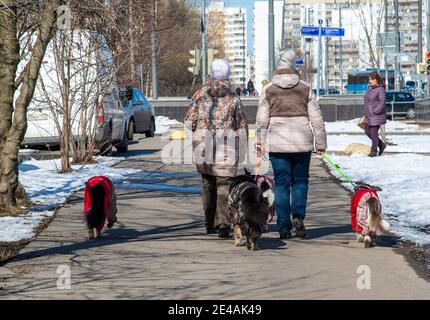 Mosca, Russia - Apr 04. 2017. Due donne guidano quattro cani intorno alla città sui guinzagli Foto Stock