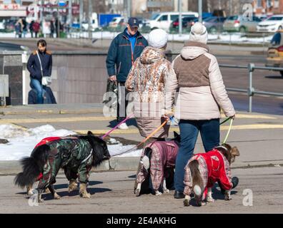 Mosca, Russia - Apr 04. 2017. Due donne guidano quattro cani intorno alla città sui guinzagli Foto Stock