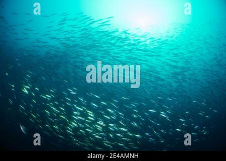 Sardine (Sardina pilchardus), sardine atlantiche o europee, scuola di sardine, Port Elizabeth, Baia di Algoa, Baia di Nelson Mandela, Sudafrica, Oceano Indiano Foto Stock