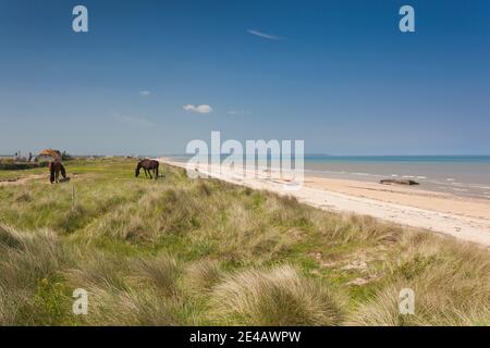 Cavalli al pascolo presso la spiaggia, Utah Beach, Sainte-Marie-du-Mont, D-Day spiagge Area, Manica, Normandia, Francia Foto Stock