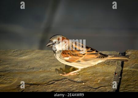 Casa passero, Passer domesticus Foto Stock