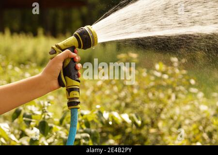 Annaffiatura di colture da giardino con una pistola di irrigazione. Un ruscello di acqua illuminato dal sole. Foto Stock
