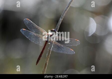 libellula rossa su canna Foto Stock