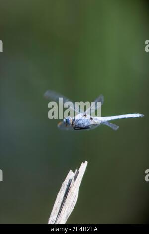 Libellula blu chiaro in volo Foto Stock