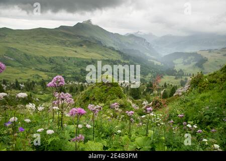 fiori viola lungo il percorso, piovosi, cime di montagna nelle nuvole Foto Stock