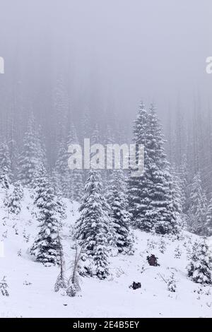 Paesaggio invernale con pineta nevosa a Wolf Creek Pass, Colorado Foto Stock