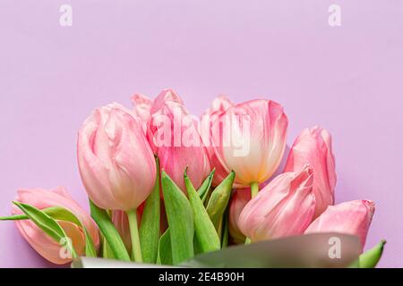 Tulipani rosa tenui su sfondo viola pastello. Concetto di giornata internazionale della donna, giorno della madre, pasqua. San Valentino amore giorno Foto Stock