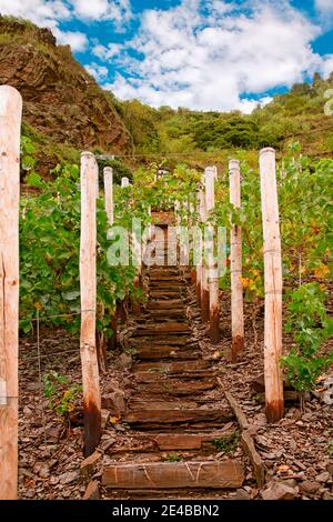 Vigneti, Cochem, Renania-Palatinato Foto Stock