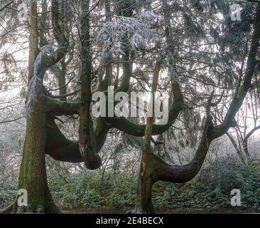 Alberi con rami di boughs più grandi dei loro tronchi come i film strani spaventosi, nord Wessex Downs AONB Foto Stock