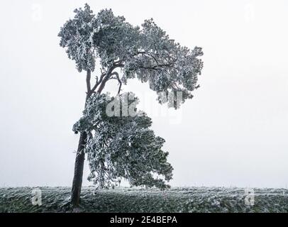 Un solo pino scozzese coperto di frost spazzato dal vento contro una nebbia profonda dalla valle di Pewsey vale, Martinsell Hill, Wiltshire, North Wessex Downs AONB Foto Stock