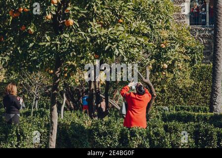 Siviglia, Spagna - 19 gennaio 2020: La donna scatta foto di aranci decorativi nel Giardino delle Signore ad Alcazar di Siviglia, un palazzo reale bui Foto Stock