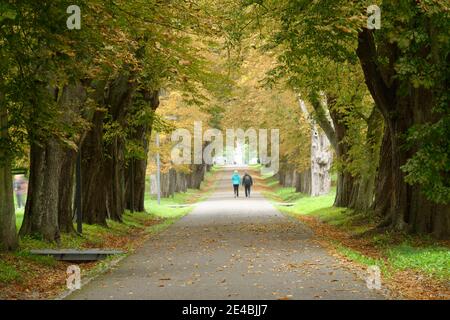 Kastanienallee nel Parco del Castello di Putbus, Isola di Ruegen, Meclemburgo-Pomerania Occidentale, Germania Foto Stock