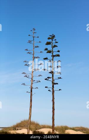 Due gambi di fiori di piante del secolo americano o agave che cresce contro il cielo blu in dune sabbiose di una costa In Portogallo Foto Stock